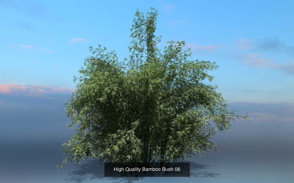 10 High Quality Bamboo Bush collection
