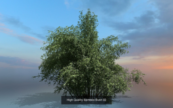10 High Quality Bamboo Bush collection