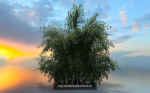 10 High Quality Bamboo Bush collection