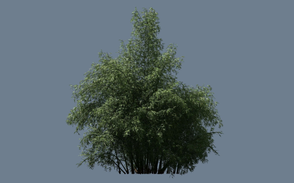 10 High Quality Bamboo Bush collection