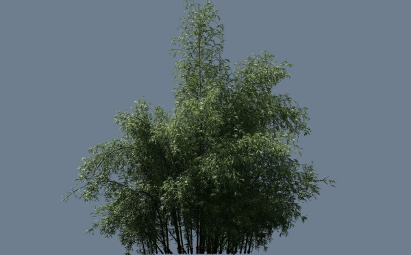 10 High Quality Bamboo Bush collection