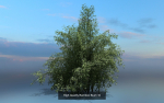 10 High Quality Bamboo Bush collection