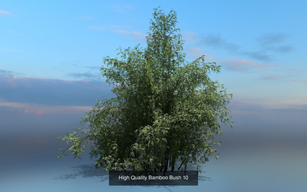 10 High Quality Bamboo Bush collection