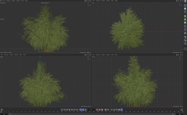 10 High Quality Bamboo Bush collection