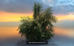 10 High Quality Bamboo Bush collection