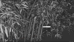 10 High Quality Bamboo Bush collection