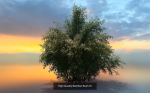 10 High Quality Bamboo Bush collection