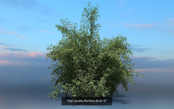 10 High Quality Bamboo Bush collection