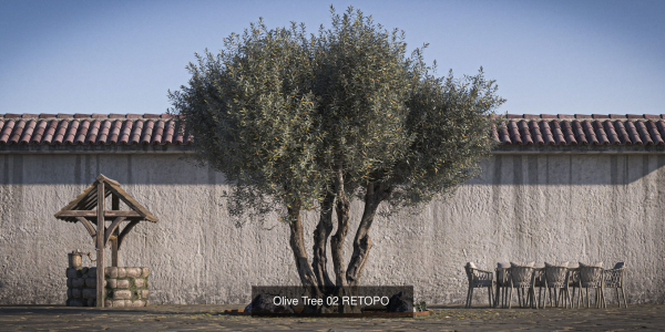 10 x Olive Tree Pack