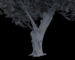 10 x Olive Tree Pack