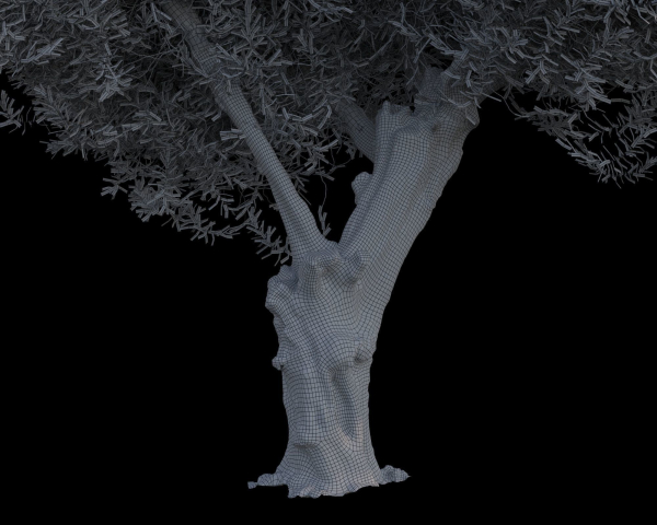 10 x Olive Tree Pack