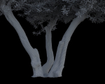 10 x Olive Tree Pack