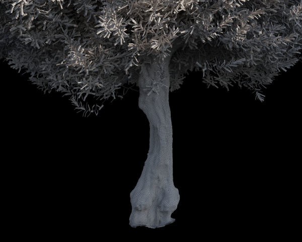 10 x Olive Tree Pack