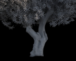10 x Olive Tree Pack