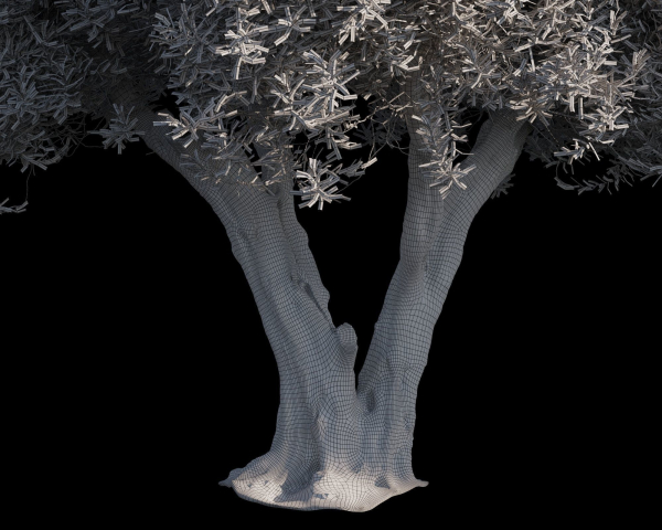 10 x Olive Tree Pack