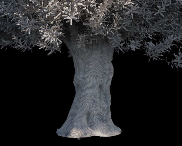 10 x Olive Tree Pack