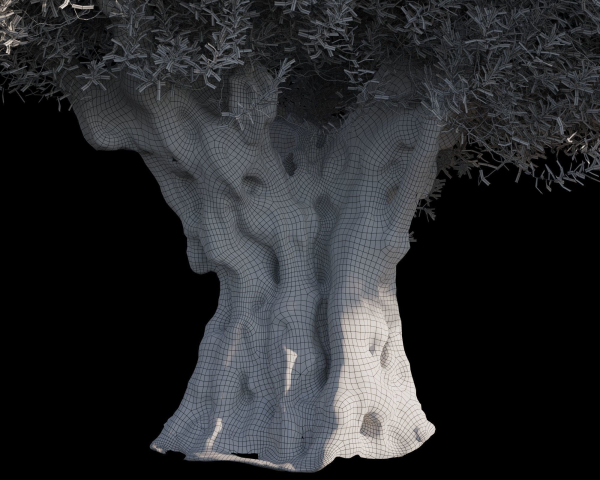 10 x Olive Tree Pack