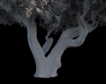 10 x Olive Tree Pack