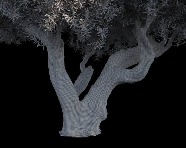 10 x Olive Tree Pack