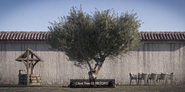 10 x Olive Tree Pack