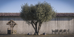10 x Olive Tree Pack