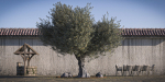 10 x Olive Tree Pack