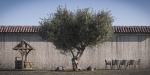 10 x Olive Tree Pack