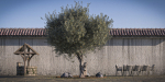 10 x Olive Tree Pack