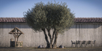 10 x Olive Tree Pack