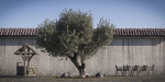 10 x Olive Tree Pack