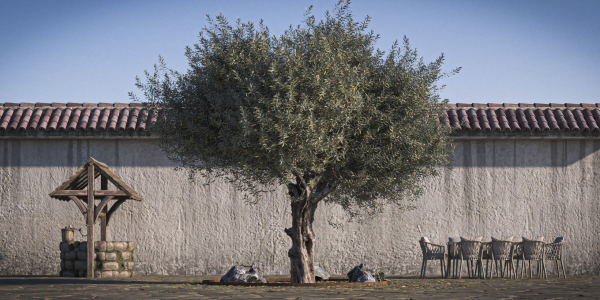 10 x Olive Tree Pack