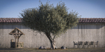 10 x Olive Tree Pack