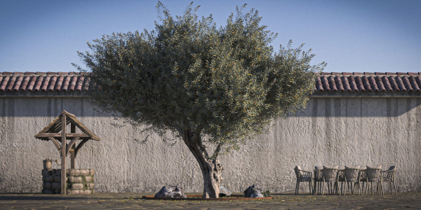 10 x Olive Tree Pack