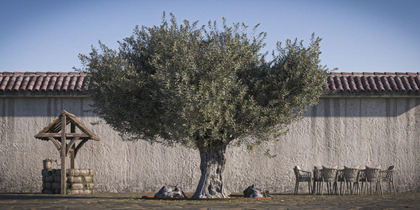 10 x Olive Tree Pack