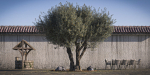 10 x Olive Tree Pack