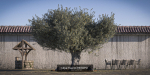10 x Olive Tree Pack