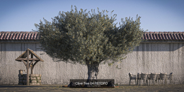 10 x Olive Tree Pack
