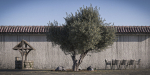 10 x Olive Tree Pack