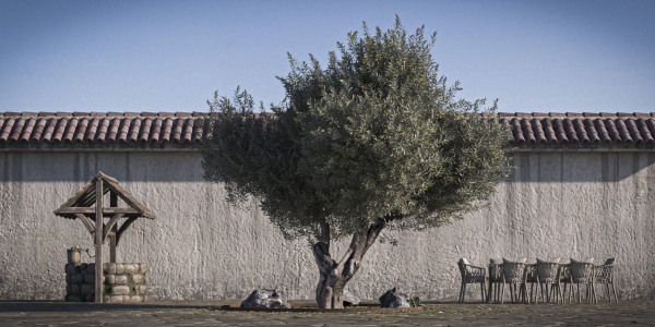 10 x Olive Tree Pack