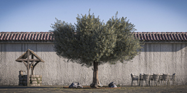 10 x Olive Tree Pack