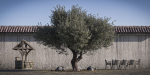 10 x Olive Tree Pack
