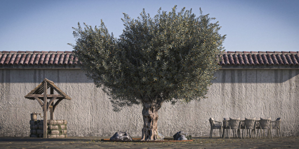 10 x Olive Tree Pack