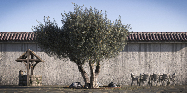 10 x Olive Tree Pack
