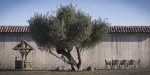 10 x Olive Tree Pack