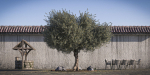 10 x Olive Tree Pack