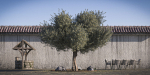 10 x Olive Tree Pack