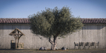10 x Olive Tree Pack