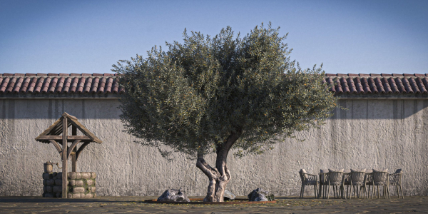 10 x Olive Tree Pack