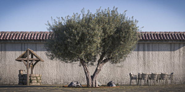 10 x Olive Tree Pack