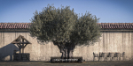 10 x Olive Tree Pack